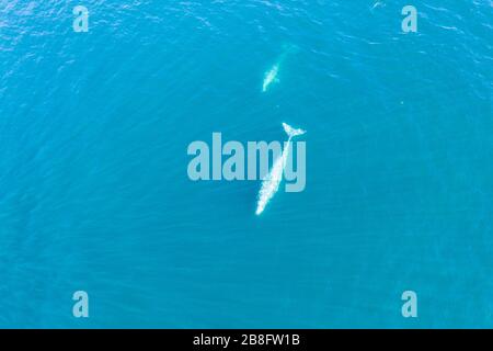 Le balene grigie, Eschrichthius robusta, migrano lungo la costa occidentale verso i terreni di alimentazione. Questo enorme cetaceo si trova nell'Oceano Pacifico del Nord. Foto Stock