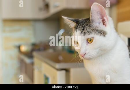 un gatto, un giovane gattino soffice con occhi gialli, siede sul tavolo da cucina sullo sfondo del frigorifero, lavabo e armadietti Foto Stock