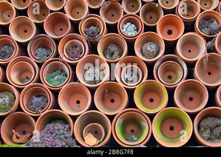 Pila di vasi di ceramica di creta che posano sul lato con piante succulente che crescono da alcuno Foto Stock