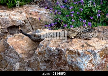 Hissing messicano West Coast Rattlesnake si avvolse su un Garden Boulder Foto Stock