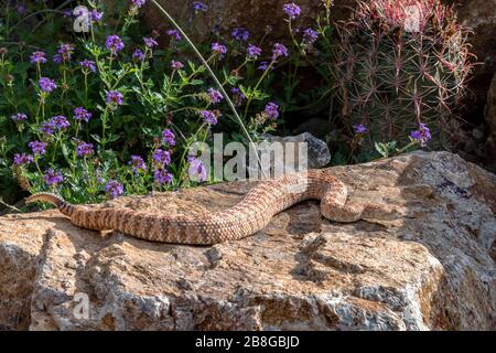 Hissing Southwestern Rattlesnake Speckled, variazione della rosa Foto Stock