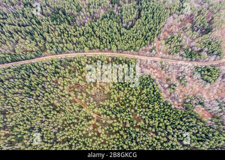 vista aerea del paesaggio rurale con strada sterrata attraverso la verde foresta di abeti Foto Stock