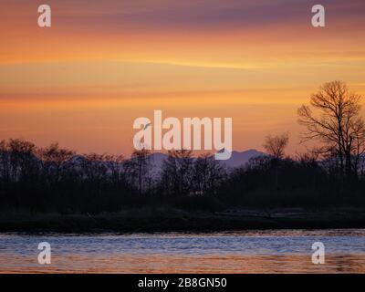 Richmond, British Columbia, Canada. 21 Mar 2020. Un'aquila solita, costeggiando il sole del tramonto, sorvola il litorale del fiume Fraser adiacente all'aeroporto internazionale di Vancouver, Richmond, British Columbia, Canada, sabato 21 marzo 2020. Credit: Bayne Stanley/ZUMA Wire/Alamy Live News Foto Stock