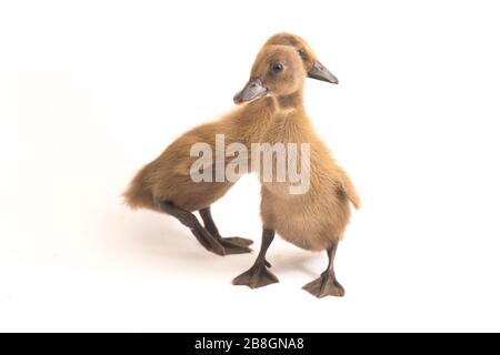 Due anatroccoli (anatra runner indiana) isolati su uno sfondo bianco Foto Stock