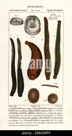 Leech nero comune, Hirudo verbana, var. Nigra. 1, leech di cavallo, Haemopis sanguisuga 2, leech di Nilo, Limnatis nilotica 3, leech medicinale, Hirudo medicinalis. 4. Incisione a forma di copperplate a mano dal Dizionario delle Scienze naturali di Antoine Laurent de Jussieu, Firenze, Italia, 1837. Illustrazione incisa da Corsi, disegnata da Jean Gabriel Pretre e diretta da Pierre Jean-Francois Turpin, e pubblicata da Batelli e figli. Turpin (1775-1840) è considerato uno dei più grandi illustratori botanici francesi del 19 ° secolo. Foto Stock