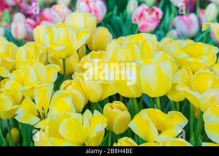 campo primaverile di belle tullips gialle, sfondo floreale Foto Stock