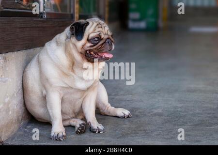 pug dolce, pug triste cane con grandi occhi tristi e sguardo interrogativo si siede sulla strada e attende il proprietario. Foto Stock