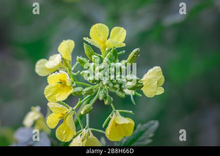 Sinapis arvensis, la senape di carlock in primavera giallo fiore su uno sfondo verde sfocato. Colpo da primo piano con piccole gocce di rugiada. Foto Stock