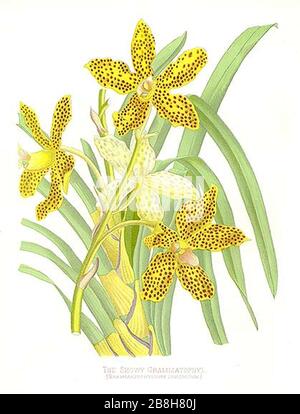 Grammatophyllum speciosum - Paxton. Foto Stock