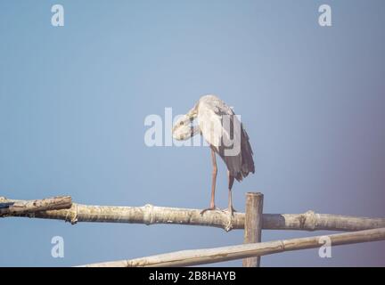 Gli uccelli vivono e nuotano nei laghi d'acqua dolce, gli uccelli locali nelle zone umide del mondo (sito Ramsa). Foto Stock