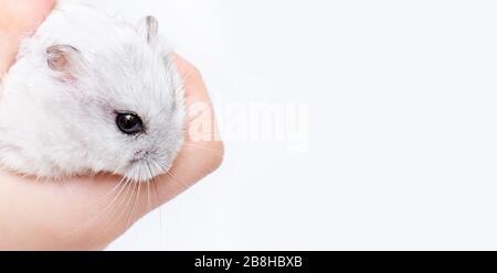 Criceto di primo piano in mano di un bambino su sfondo bianco Foto Stock