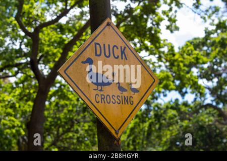 Anatra che attraversa cantare nel parco di Auckland Domain, isola del nord, Nuova Zelanda Foto Stock