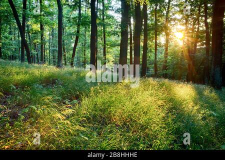 Verde foresta con sole e raggi Foto Stock