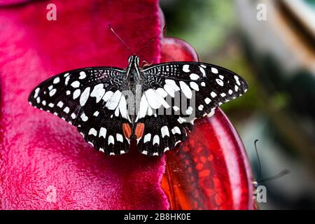 Orange Oakleaf o Dead Leaf Butterfly (Kallima inachus) con ali aperte al Butterfly Garden, Yunnan, Cina. Foto Stock