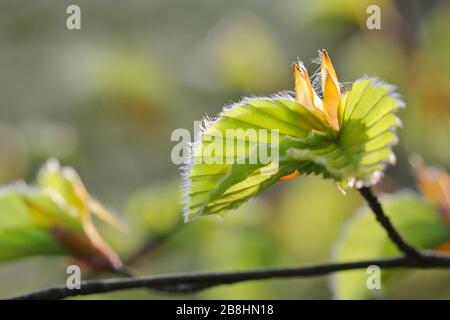 Foglie di faggio per la fioritura, Parco Naturale di Lüneburg Heath, Riserva Naturale, Germania Settentrionale le foglie di faggio si dispiegano nel Parco Naturale di Lüneburg Heath, natura re Foto Stock