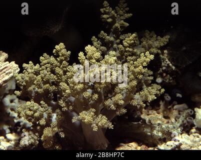Albero o Corallo cavolfiore, Lemnalia sp. Foto Stock