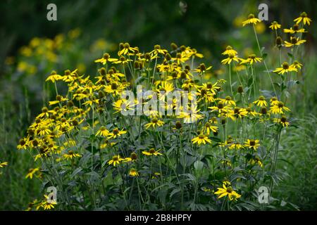 Rudbeckia laciniata Herbstsonne, Cutleaf coneflower, fiore giallo con cono centrale verde, rudbeckias, giardino perenne, perenni, RM Floral Foto Stock