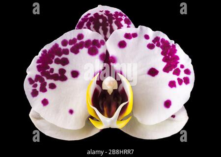 Estremo primo piano di phalaenopsis rosa o di Moth orchidea da isolato su nero Foto Stock