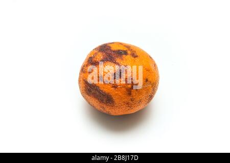 Un'immagine di un mandarino vecchio e asciutto ordinario. Ha una polpa abbastanza asciutta all'interno. Non molto buono da mangiare. Foto Stock