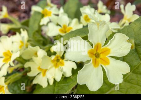 Vista ravvicinata dei fiori gialli pallidi della primula comune, Primula vulgaris, fiorita in primavera nel Surrey, Inghilterra sudorientale Foto Stock