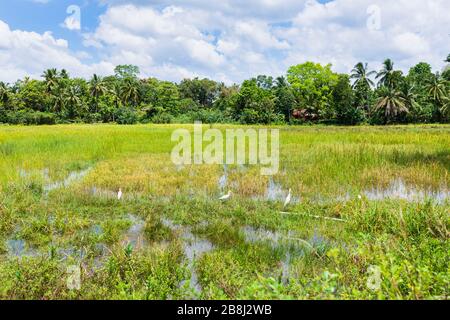 Le egrette gialle (Ardea intermedia) nei tipici risaie rurali incontaminati del distretto di Horagampita, vicino a Galle, provincia meridionale, Sri Lanka Foto Stock