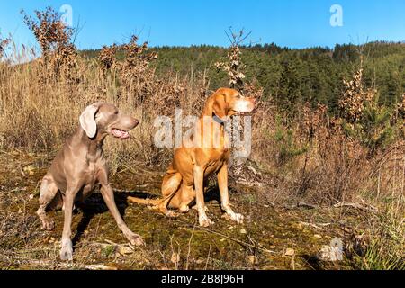 Weimaraner e il puntatore ungherese (Vizsla) nella foresta. Addestramento di cani da caccia. Passeggiata primaverile nella natura. Sole del mattino. Foto Stock