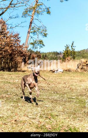 Weimaraner porta un bastone nella foresta. Addestramento di cani da caccia. Passeggiata primaverile nella natura. Sole del mattino. Giovane cane da caccia su una passeggiata. Foto Stock