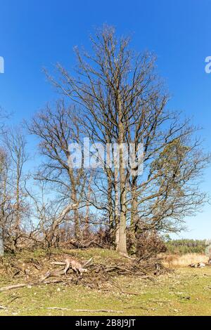 Alberi di quercia appassiti sul bordo di un prato verde. Alberi rotti da gale. Rami caduti. Mattina nella foresta. Foto Stock