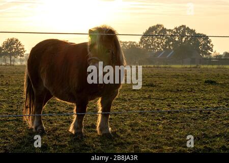 Un ritratto al tramonto di un pony shetland in piedi nel suo prato pascolo. Il sole sta tramontando e la sua luce crea questo grande bagliore intorno all'animale. Foto Stock