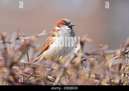 Un passero di casa maschile (Passer domesticus) Foto Stock