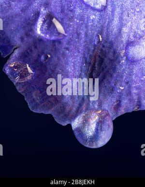 Closeup di goccia d'acqua appesa da petalo di petalo blu fiore larkspur su uno sfondo blu scuro Foto Stock