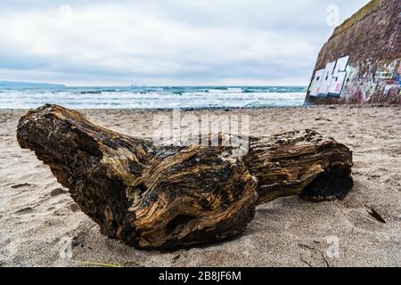 Driftwood sulla spiaggia di Prora sull'isola di Rügen in Meclemburgo-Pomerania occidentale Foto Stock