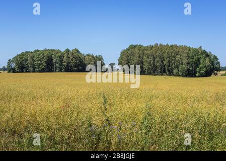 Paesaggio rurale nella contea di Gryfice, Voivodato della Pomerania occidentale della Polonia Foto Stock