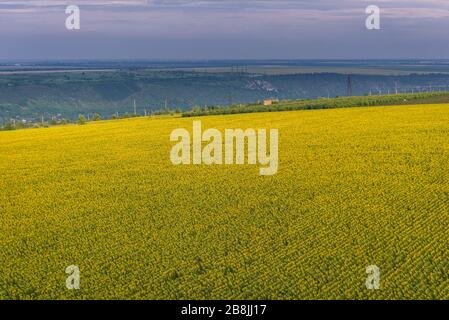 Campo di girasole nel villaggio di Saharna Noua, distretto di Rezina della Moldavia Foto Stock