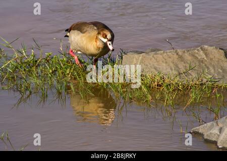 L'oca egiziana (Alopochen aegyptiaca) cammina su una riva sabbiera parzialmente sommersa, erbosa, nel fiume Olifants, nel Parco Nazionale di Kruger, Sudafrica Foto Stock