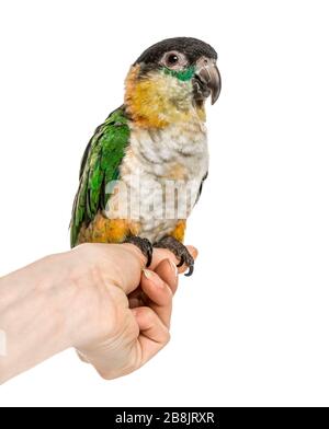 Nero-capped parrot appollaiato sulla mano umana, isolato su bianco Foto Stock