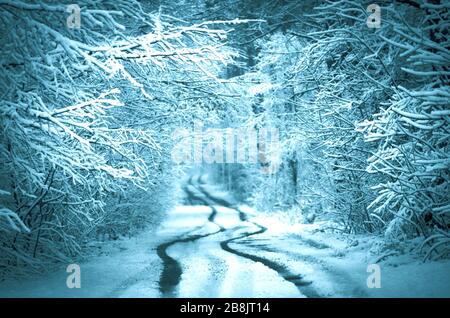 Natale inverno notte. Fata foresta coperta di neve Foto Stock