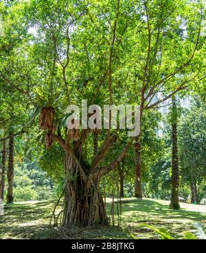 Staghorn Ferns e banyan Tree nel KLCC Park Kuala Lumpur Malesia. Foto Stock