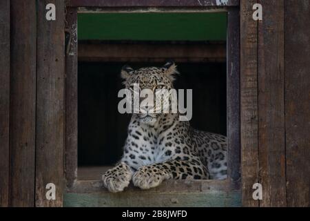 Ritratto di una giovane donna di un leopardo asiatico che riposa in cattività Foto Stock