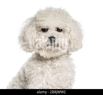 Primo piano di un bichon bianco, isolato su bianco Foto Stock