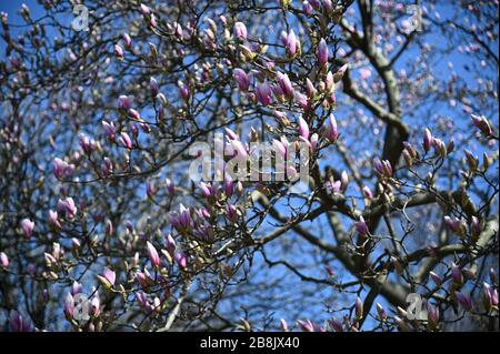 Inizio primavera - Prospect Park - Brooklyn, NY Foto Stock