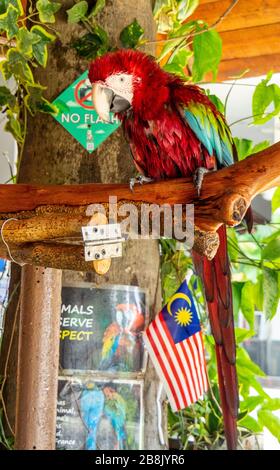 Macaw con alata verde o macaw rosso e verde (sono cloropterus) in cattività al KL Tower Mini Zoo, Kuala Lumpur Malesia. Foto Stock