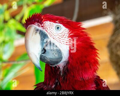 Macaw con alata verde o macaw rosso e verde (sono cloropterus) in cattività al KL Tower Mini Zoo, Kuala Lumpur Malesia. Foto Stock