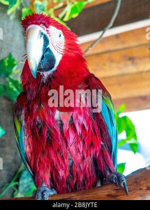 Macaw con alata verde o macaw rosso e verde (sono cloropterus) in cattività al KL Tower Mini Zoo, Kuala Lumpur Malesia. Foto Stock