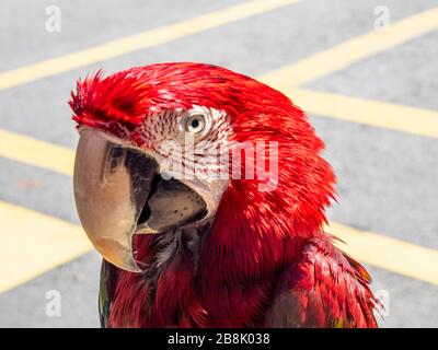 Macaw con alata verde o macaw rosso e verde (sono cloropterus) in cattività al KL Tower Mini Zoo, Kuala Lumpur Malesia. Foto Stock