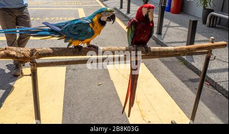 Macaw con alata verde e macaw blu e giallo in cattività al KL Tower Mini Zoo, Kuala Lumpur Malesia. Foto Stock