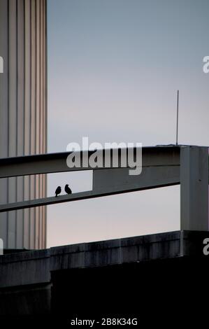 Silhouette di uccello su architettura geometrica Foto Stock