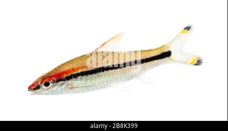 Denison barb, Sahyadria denisonii, isolato su bianco Foto Stock