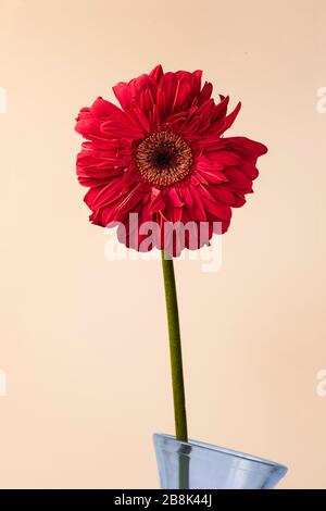 Vista frontale di un fiore di gerbera rosso da vicino su uno sfondo omogeneo Foto Stock
