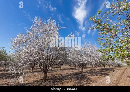 File di alberi di mandorle in fiore in frutteto contro un cielo blu. Israele Foto Stock